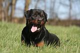 ROTTWEILER 566